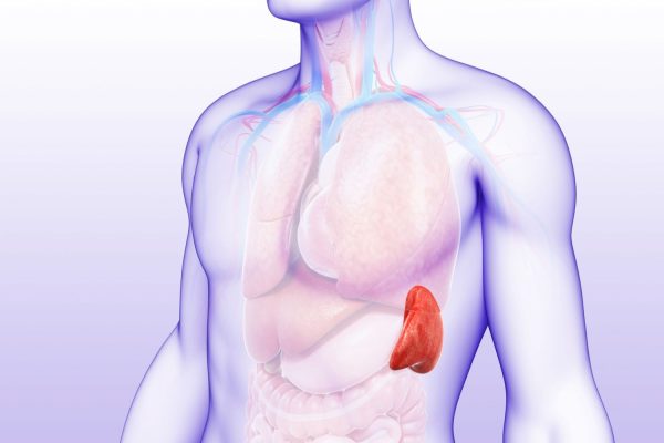 10 Cara Meningkatkan Fungsi Limpa Secara Holistik 10 Cara Meningkatkan Fungsi Limpa Secara Holistik